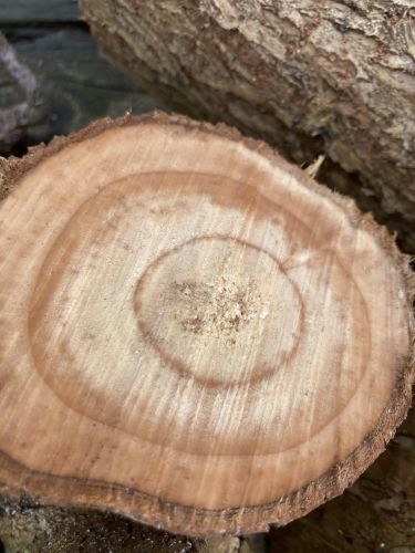 Natuurtuin